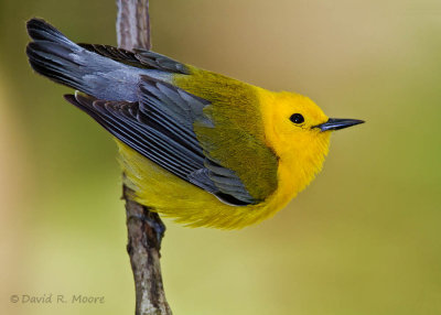 Prothonotary Warbler