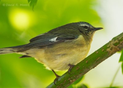 Black-throated Blue Warbler, female