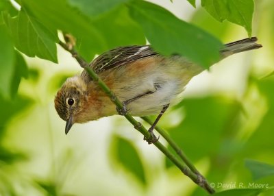 Bay-breasted Warbler, female