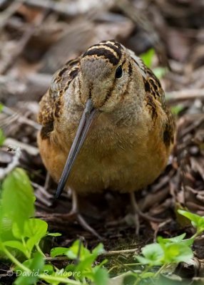 American Woodcock