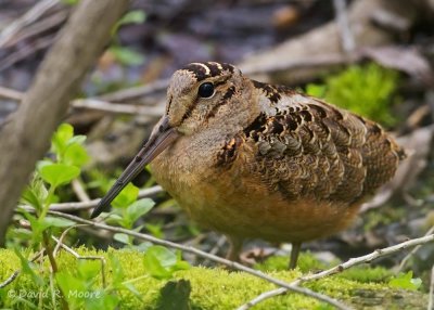 American Woodcock