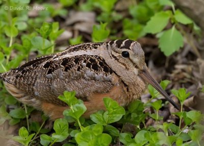 American Woodcock