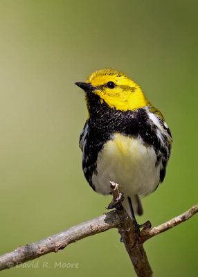 Black-throated Green Warbler