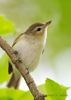 Warbling Vireo