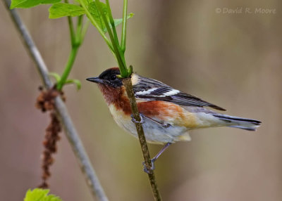 Bay-breasted Warbler