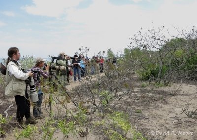 Looking for the Kirtland's Warbler