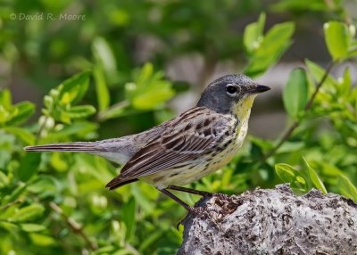 Kirtland's Warbler