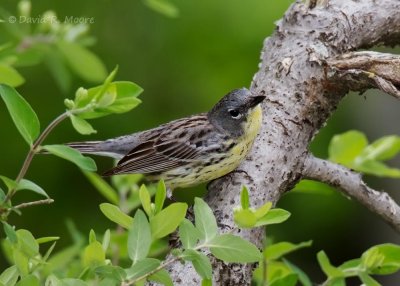 Kirtland's Warbler