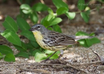 Kirtland's Warbler
