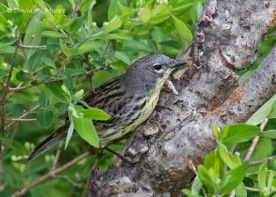 Kirtland's Warbler