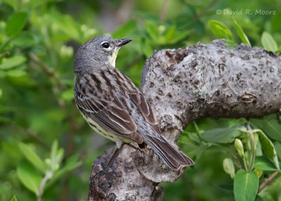 Kirtland's Warbler