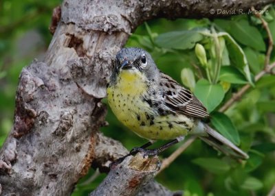 Kirtland's Warbler