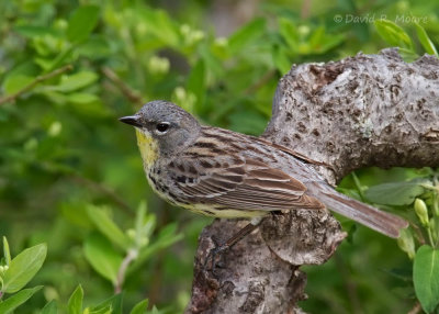 Kirtland's Warbler
