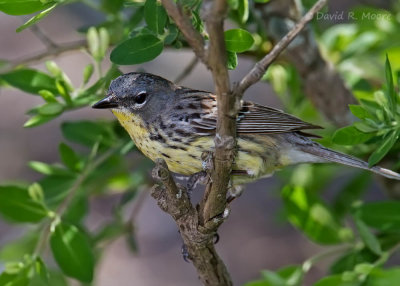 Kirtland's Warbler
