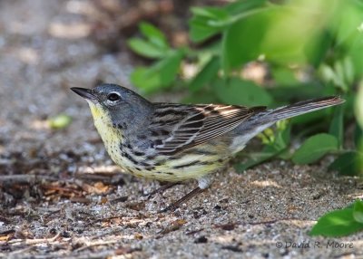 Kirtland's Warbler