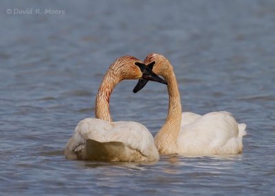 Trumpeter Swans