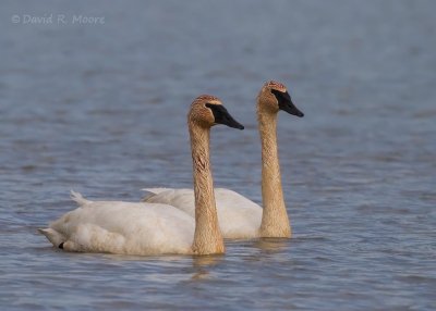 Trumpeter Swans