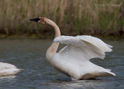 Trumpeter Swan