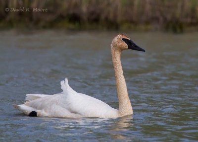 Trumpeter Swan