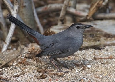 Gray Catbird
