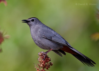 Gray Catbird