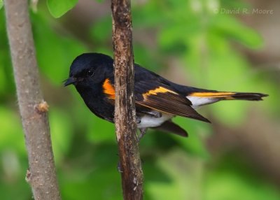 American Redstart