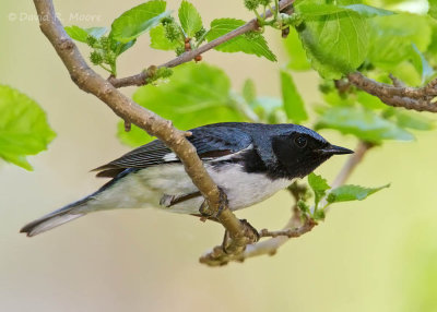 Magee Marsh, Ohio — May 2013