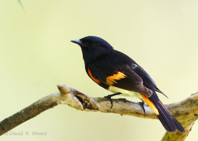 American Redstart