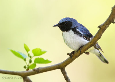 Black-throated Blue Warbler