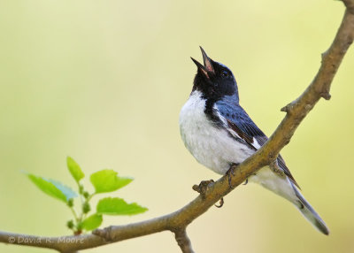Black-throated Blue Warbler