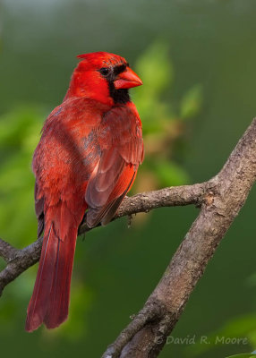 Northern Cardinal