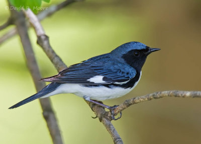 Black-throated Blue Warbler