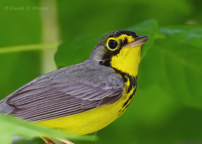 Canada Warbler