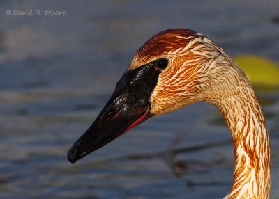 Trumpeter Swan