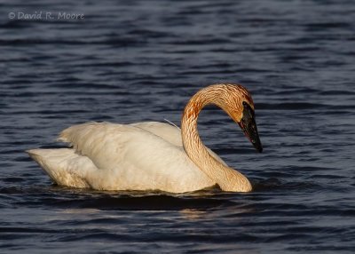 Trumpeter Swan
