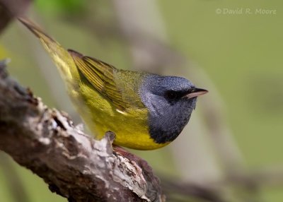 Mourning Warbler