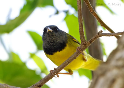 Mourning Warbler