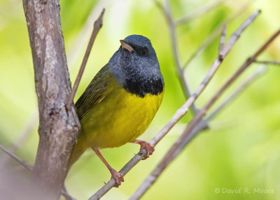 Mourning Warbler