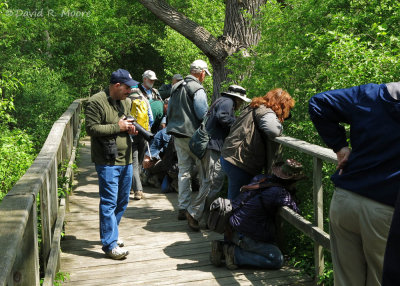 Vying for a glimpse of the Mourning Warbler