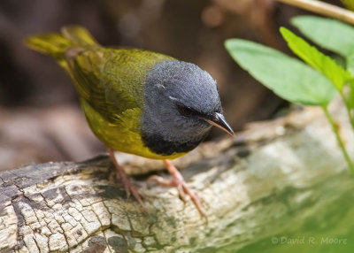 Mourning Warbler