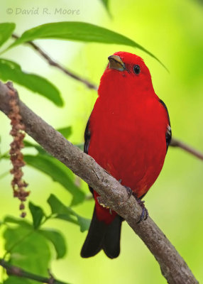 Scarlet Tanager