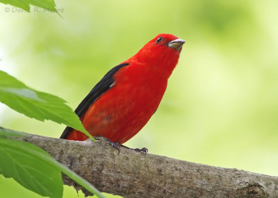 Scarlet Tanager