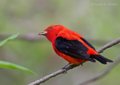 Scarlet Tanager