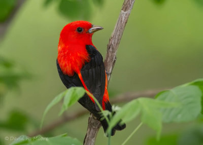 Scarlet Tanager