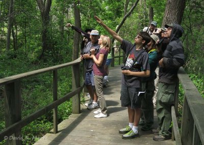 Pointing out a screech-owl