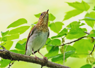 Swainson's Thrush
