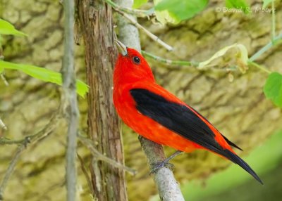 Scarlet Tanager