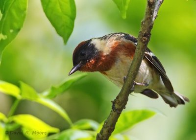 Bay-breasted Warbler