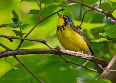 Canada Warbler
