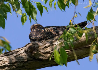 Common Nighthawk